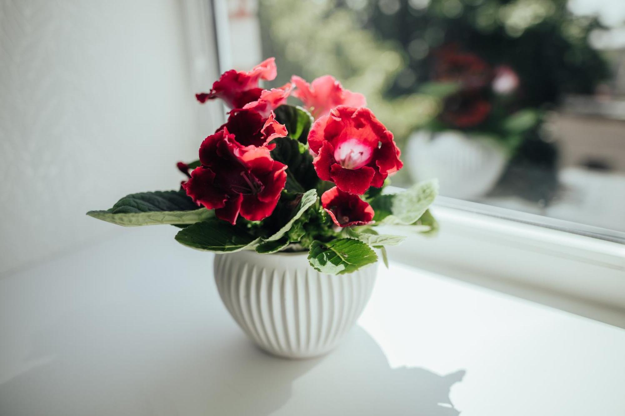 Snow White Center Appartment Liepaja Ngoại thất bức ảnh